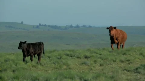 Cattle standing on green pasture Stock Footage 49012649