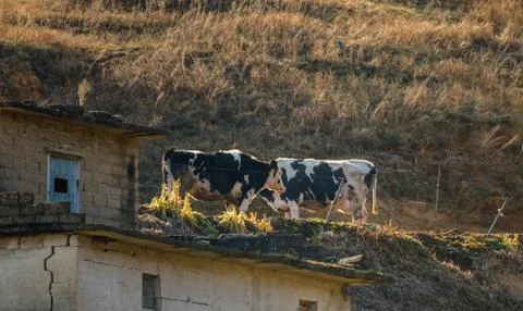 Cattle standing on mountainside Stock Photos