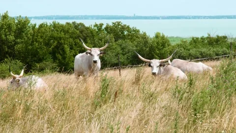 Cattle stock 4k 01 Stock Footage 285504774