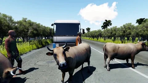 Cattle in street Video stock 83693770