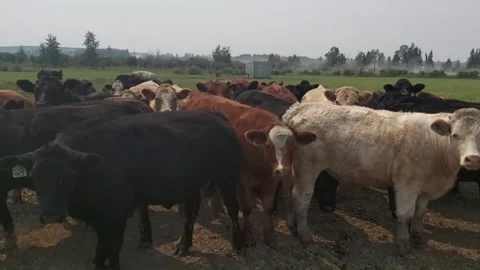 Cattle summer Stock Footage 300614192