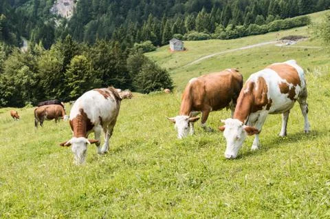 Cattle summer grazing Stock Photos