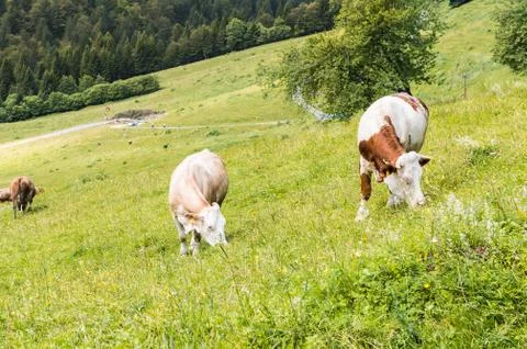 Cattle summer grazing Foto stock