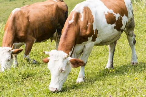 Cattle summer grazing Stock Photos