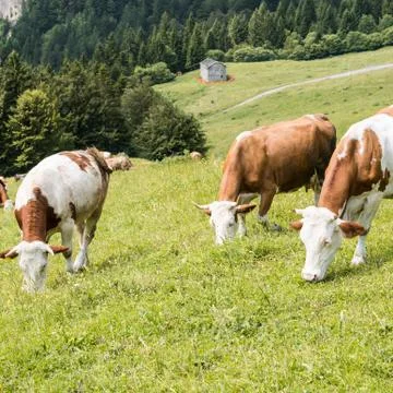 Cattle summer grazing Stock Photos