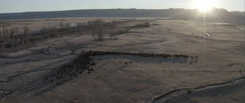 Cattle Sunrise Stock Footage 238405625