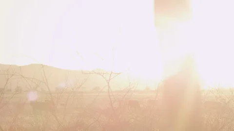 Cattle at Sunset Stock Footage 96190440