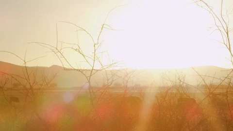 CATTLE SUNSET Stock Footage 98619385