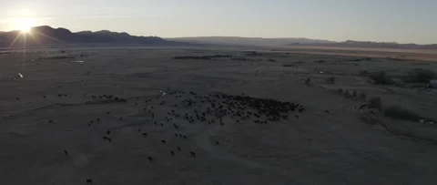 Cattle Sunset Stock Footage 238405627