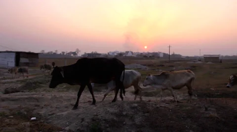 Cattle at sunset in rural india Video stock 26357901