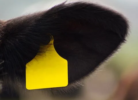 Cattle tag in ear Stock Photos