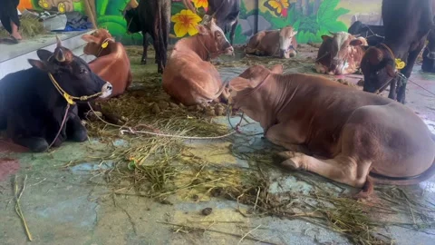 Cattle in a temporary pen for Eid al-Adha sacrifice Vídeo Stock 336976478