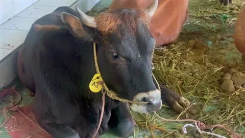 Cattle in a temporary pen for Eid al-Adha sacrifice Stock-Footage 336976546