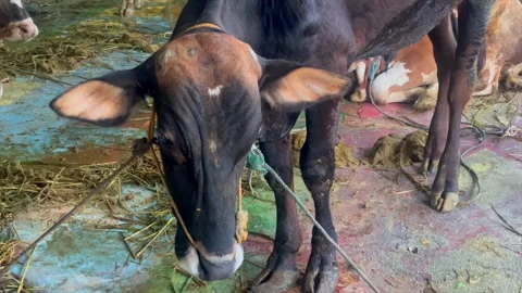 Cattle in a temporary pen for Eid al-Adha sacrifice 스톡 동영상 336976563
