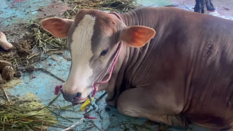 Cattle in a temporary pen for Eid al-Adha sacrifice Stock-Footage 336976566