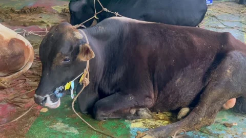 Cattle in a temporary pen for Eid al-Adha sacrifice Stock-Footage 336976596