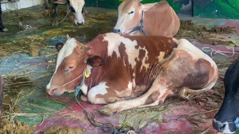 Cattle in a temporary pen for Eid al-Adha sacrifice Видео 336976609