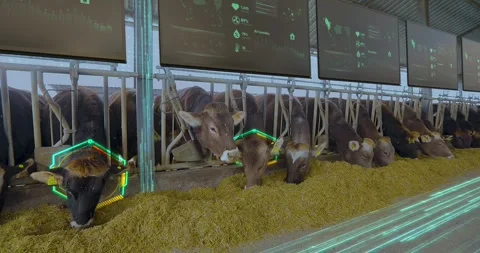 Cattle Tracking System Concept. Cow Feeding Sensor, GPS Tracker. Cow Feeding Stock Footage 330494142