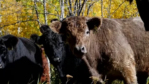 Cattle Turn to Look Beautiful Fall Colours Stock Footage 153240555