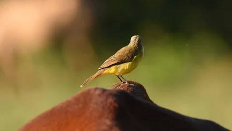 Cattle Tyrant on back of horse Vidéo 88544947
