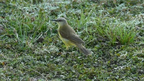 Cattle Tyrant looking around 스톡 동영상 86205926