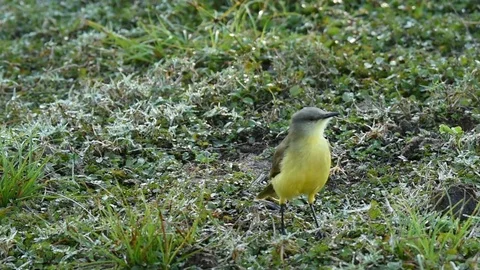 Cattle Tyrant looking around Vidéo 86207159