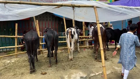 Cattle under tarpaulin at a Dhaka Eid market Stock Footage 346071541