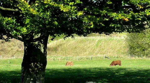 Cattle under tree Stock Footage 536770