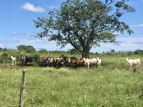 Cattle under tree Stock Photos