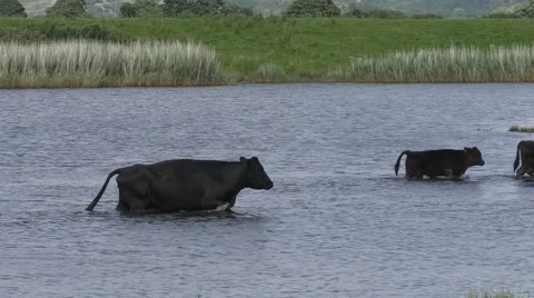 Cattle wading across a pool Stock Footage 65820009