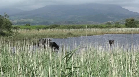Cattle wading across a small pool  Stock Footage 65820074