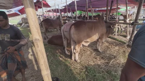 Cattle Waiting for Sale Inside Eid Market Shed in Diyabari, Dhaka Stock Footage 335375806
