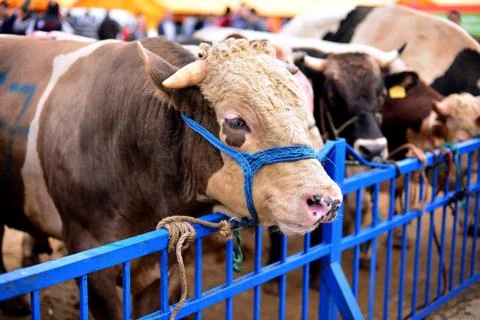 Cattle waiting for slaughter Stock Photos