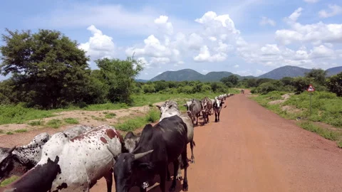 Cattle walk down a road in rural South Sudan Stock Footage 160628890