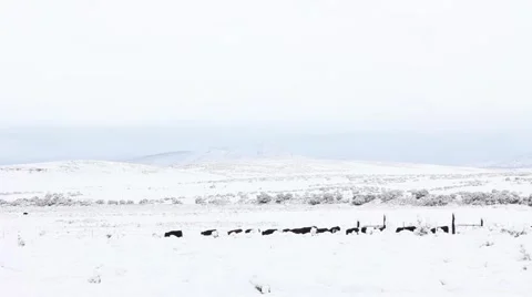 Cattle Walk Mountain Snow Stock Footage 61897406