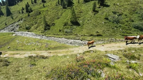 Cattle Walk on a Scenic Mountain Path Next to a Clear River in Koenigsleite.. Stock Footage 326052107