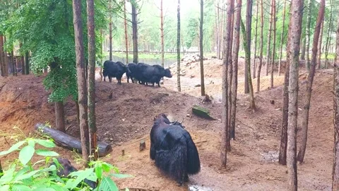 Cattle walk through a forest area during the daytime in an open space with trees Stock Footage 325024972