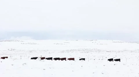 Cattle Walk Western Snow Stock Footage 61897504