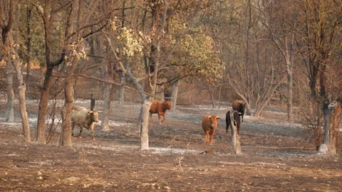 Cattle Walking Among Burnt Forest Trees on Scorched Ground After Wildfire Video stock 315128503