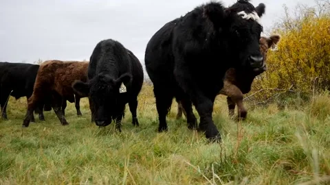 Cattle Walking by Camera 스톡 동영상 153240500