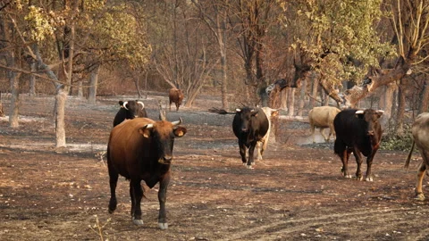 Cattle Walking on Charred Earth Through Burnt Forest After Wildfire Stock Footage 315128710