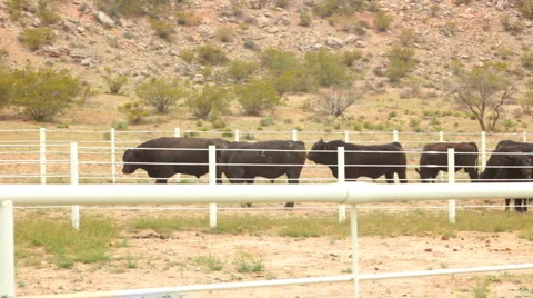 Cattle Walking into Corral 3 Vídeo Stock 4281258