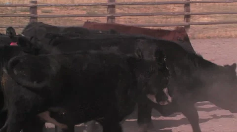 Cattle walking in a corral at the 71 Ranch in northern Nevada Stock Footage 56245069
