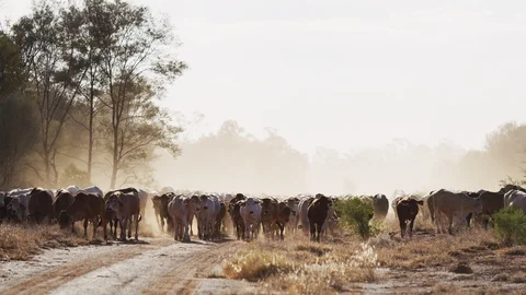 Cattle walking in dry outback Video stock 120618424