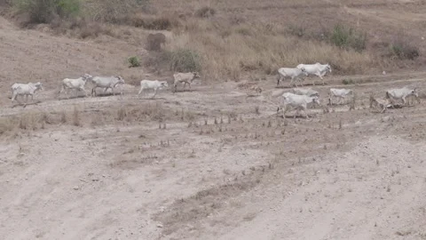 Cattle walking in a field, Cambodia Stock Footage 281859293
