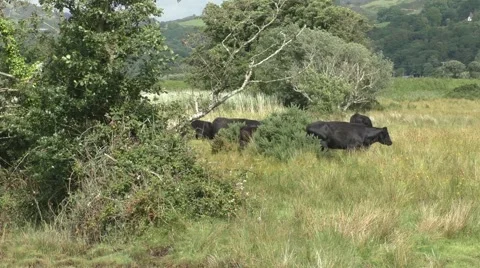 Cattle walking in a grassy field Stock Footage 65820035