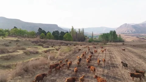 Cattle walking, grazing and drinking next to a stream in the Free State pro.. Stock Footage 254601818