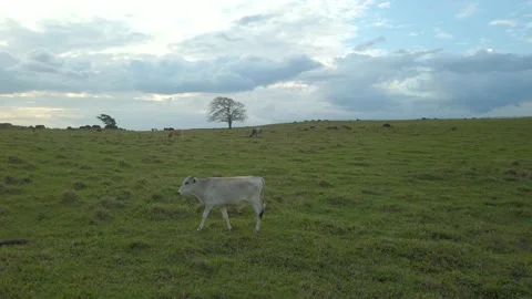 Cattle walking in the green field Video stock 154422923