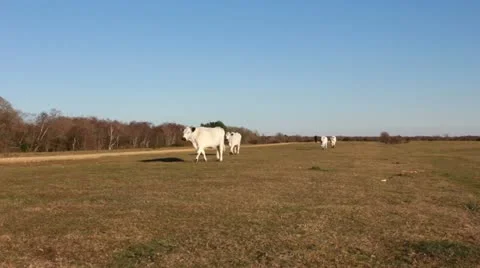 Cattle walking on Greenham Common Stock Footage 10905758