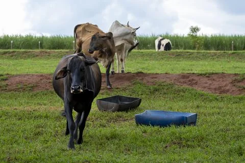 Cattle walking lined up in pasture Stock Photos